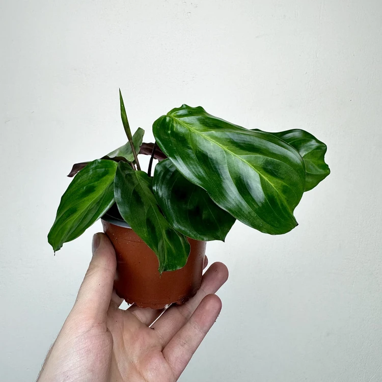 Maranta Cristata P9 #3