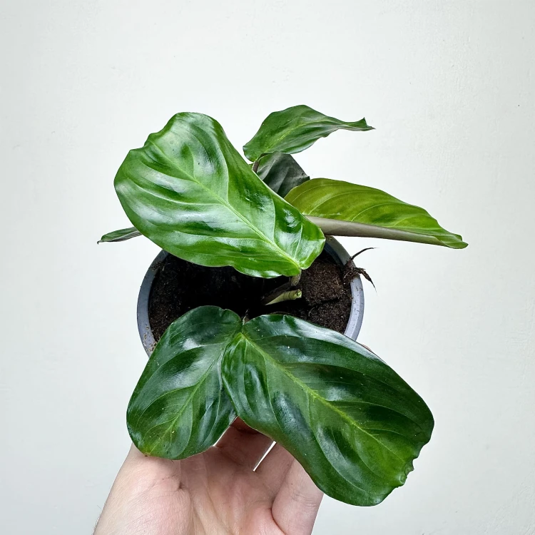 Maranta Cristata P9 #4