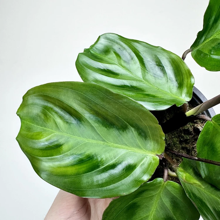 Maranta Cristata P9 #5