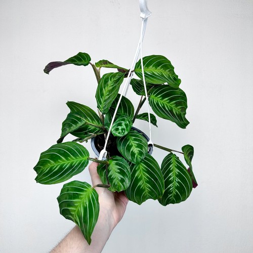 Maranta Noid Cat Moustache P15 wisząca #1