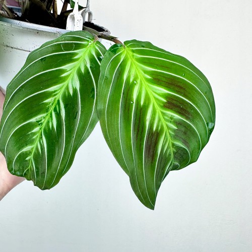 Maranta Noid Cat Moustache P15 wisząca #2