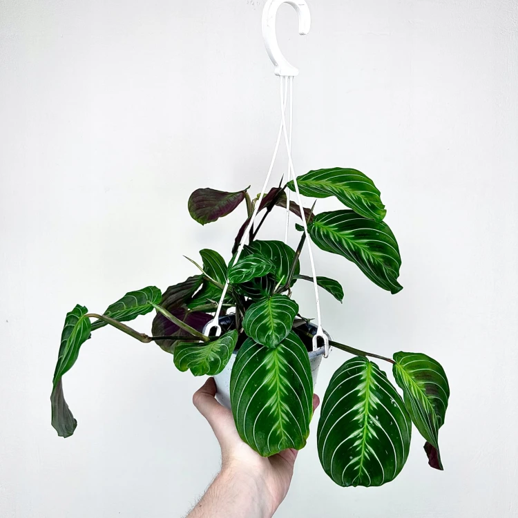 Maranta Noid Cat Moustache P15 wisząca #3