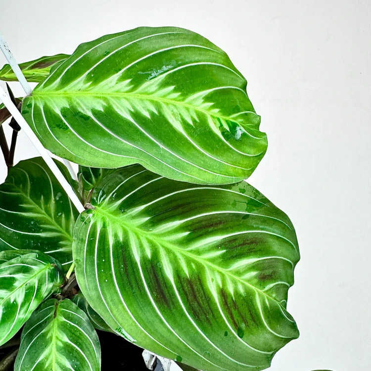 Maranta Noid Cat Moustache P15 wisząca #4