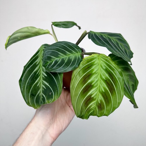 Maranta Noid Cat Moustache P9 #2