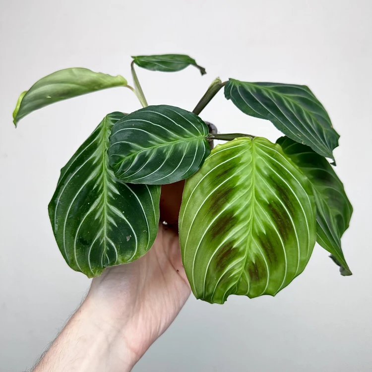Maranta Noid Cat Moustache P9 #2