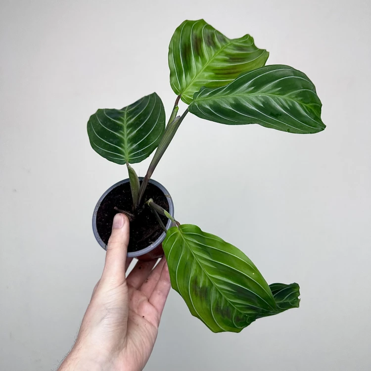 Maranta Noid Cat Moustache P9 #3