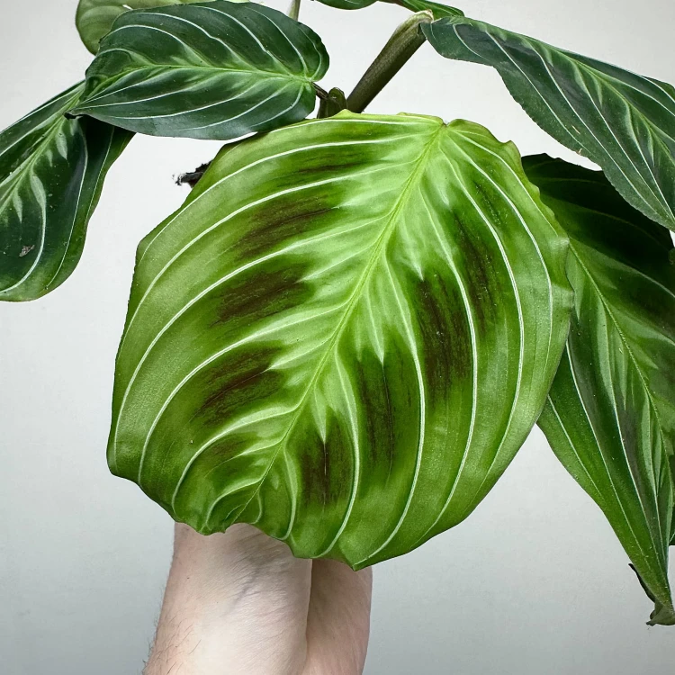 Maranta Noid Cat Moustache P9 #4