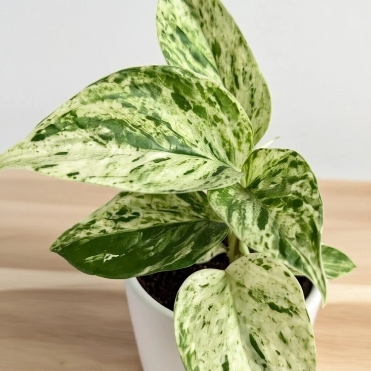 Epipremnum aureum Snow Queen P9 #4