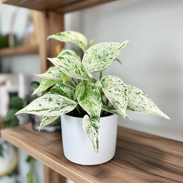 Epipremnum aureum Snow Queen P9 #5