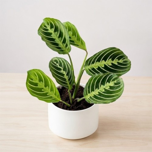 Maranta Lemon Lime P9 #1