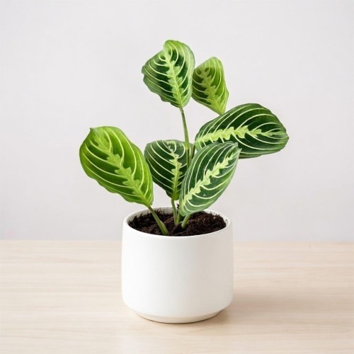 Maranta Lemon Lime P9 #2