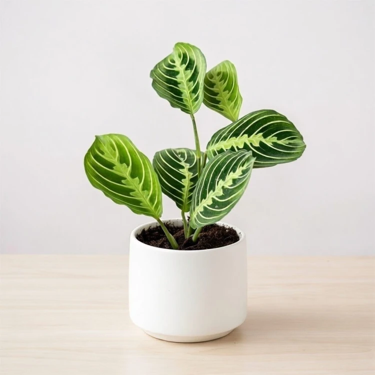 Maranta Lemon Lime P9 #2