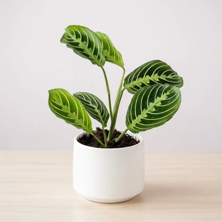 Maranta Lemon Lime P9 #3