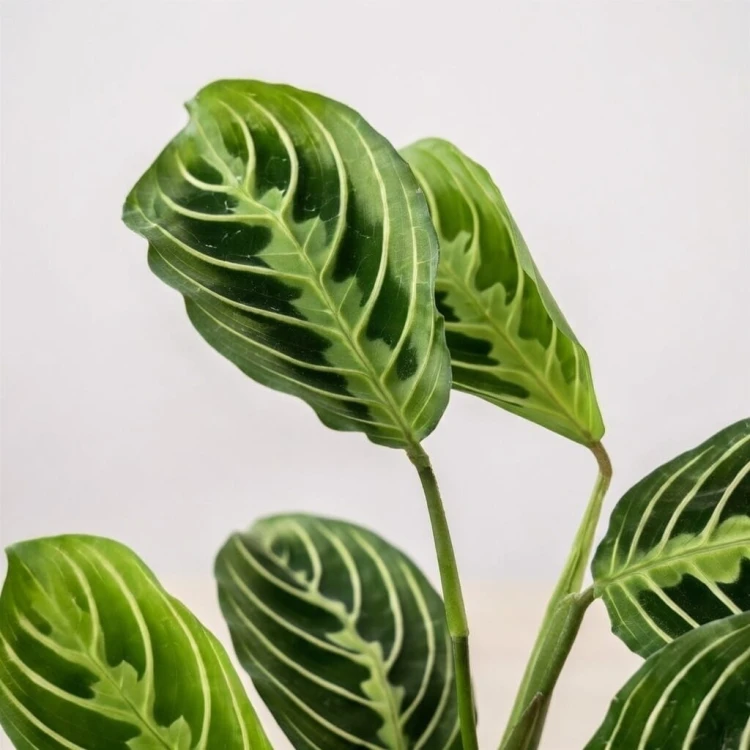 Maranta Lemon Lime P9 #4