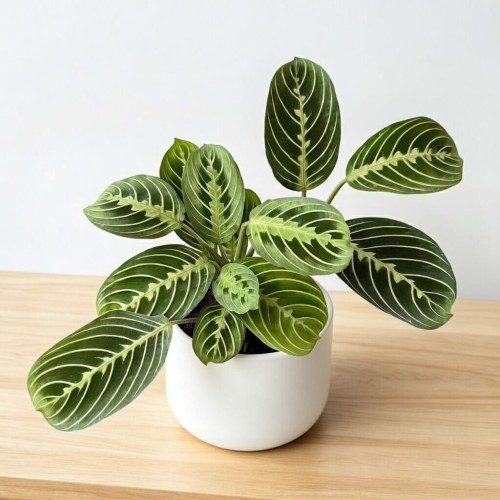 Maranta Lemon Lime P12 #1