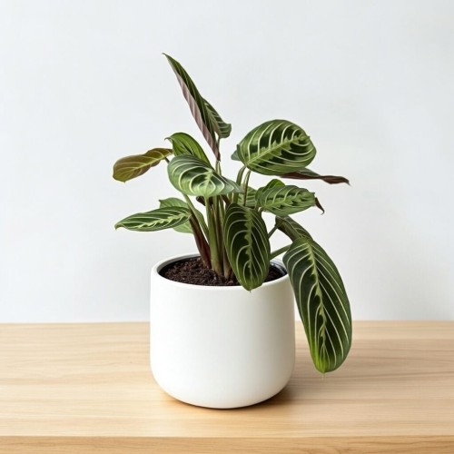 Maranta Lemon Lime P12 #2