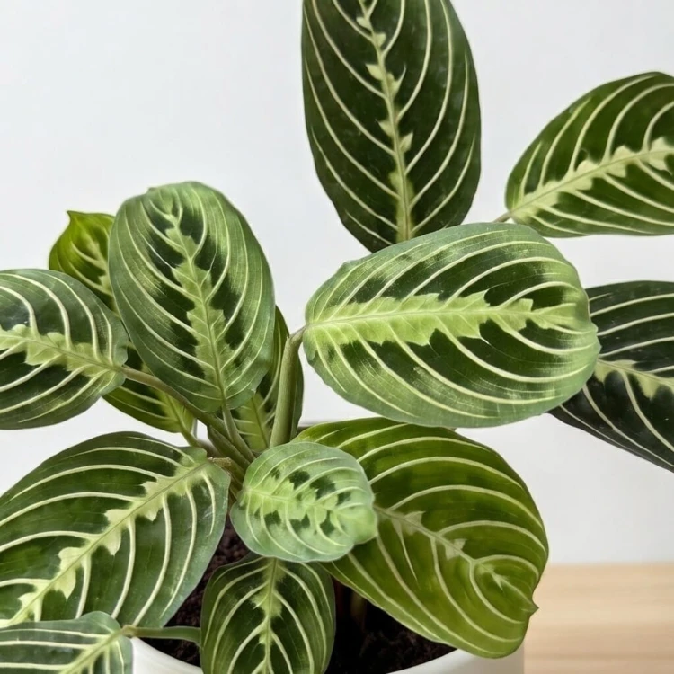 Maranta Lemon Lime P12 #4