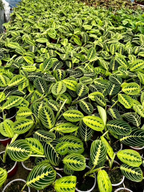 Maranta Lemon Lime P12 #6