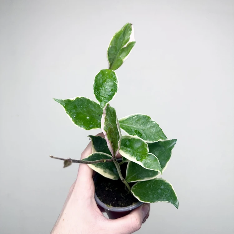 Hoya Carnosa Krimson Queen Hoja P9 #3