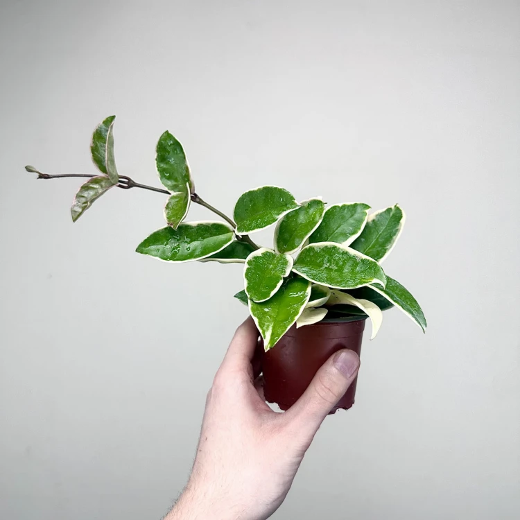 Hoya Carnosa Krimson Queen Hoja P9 #4
