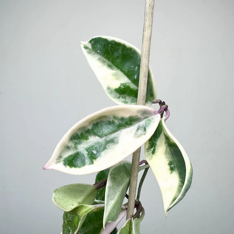 Hoya Carnosa Krimson Queen Hoja P9 #5