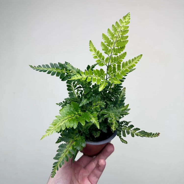 Rumohra adiantiformis Variegata Paproć P9 #1