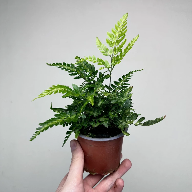 Rumohra adiantiformis Variegata Paproć P9 #3
