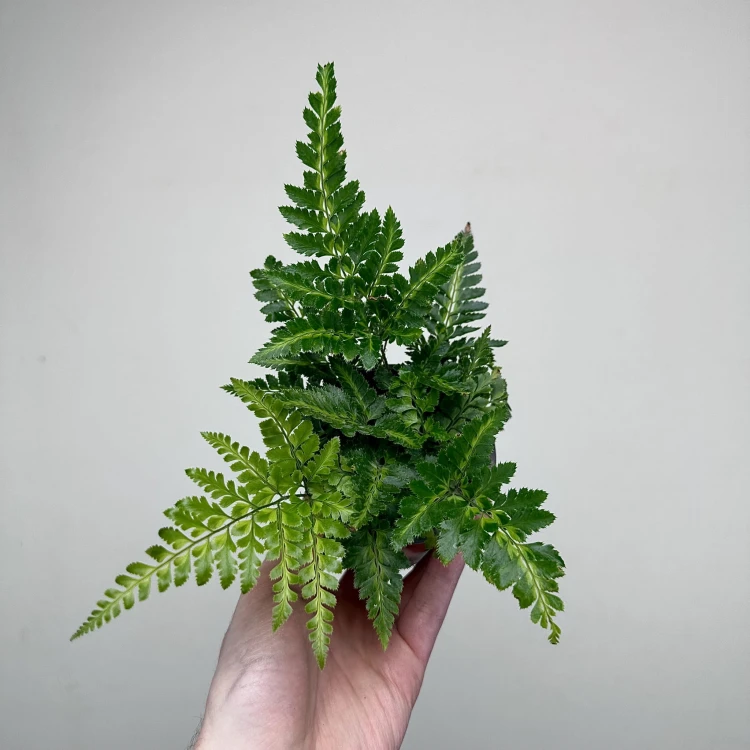 Rumohra adiantiformis Variegata Paproć P9 #4