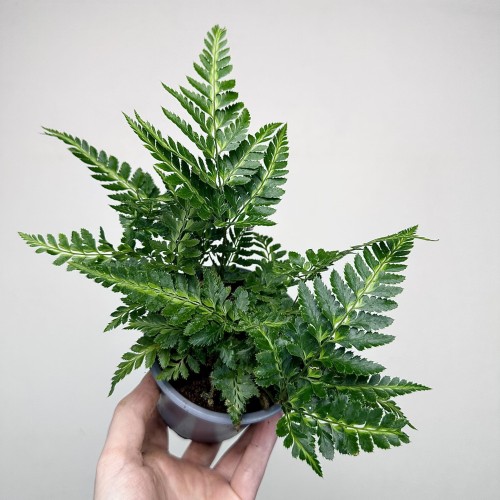 Rumohra adiantiformis Variegata Paproć P11 #1