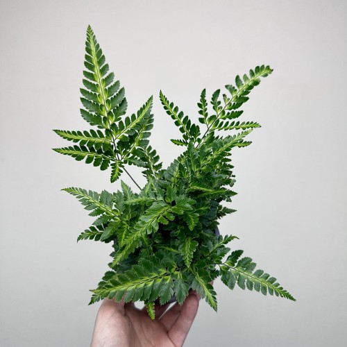Rumohra adiantiformis Variegata Paproć P11 #2
