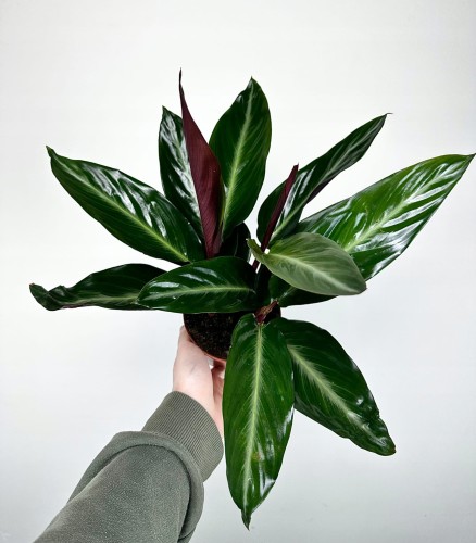 Stromanthe sanguinea Stripestar #1