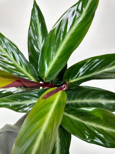 Stromanthe sanguinea Stripestar #2