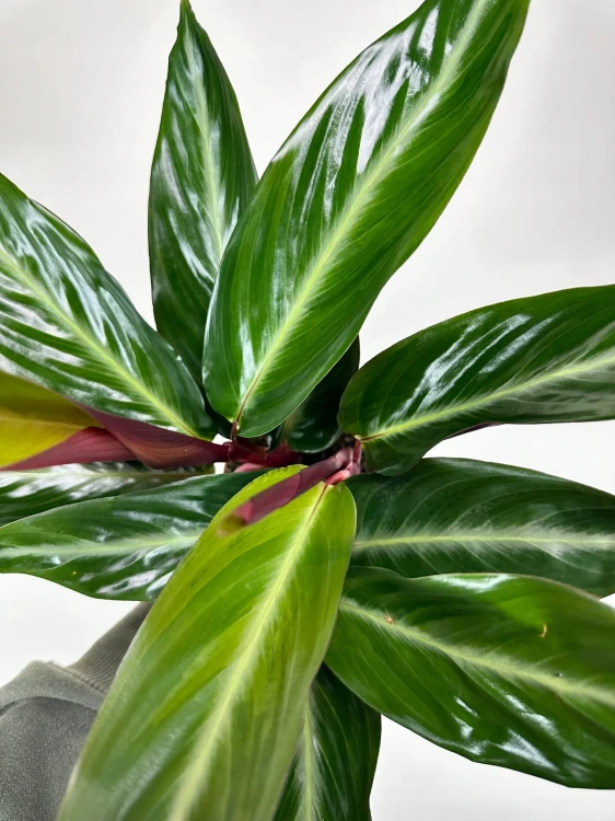 Stromanthe sanguinea Stripestar #2