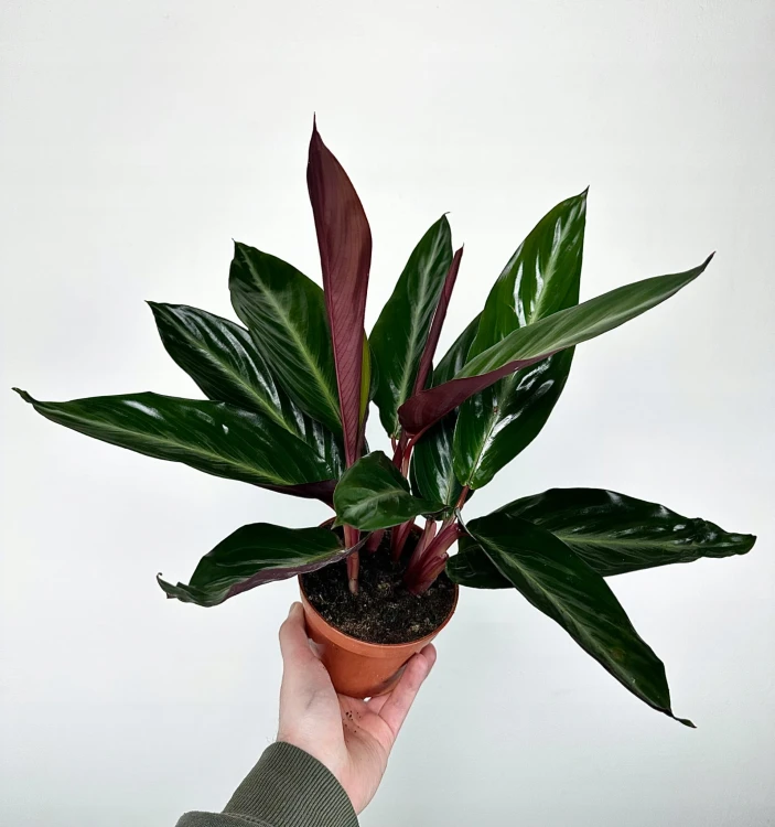 Stromanthe sanguinea Stripestar #3