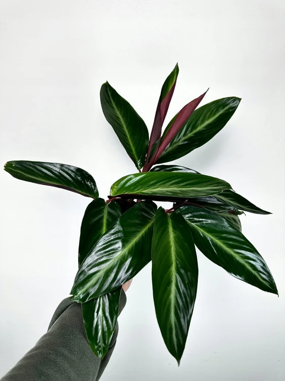 Stromanthe sanguinea Stripestar #5