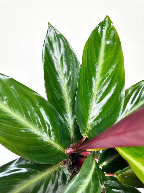 Stromanthe sanguinea Stripestar #6