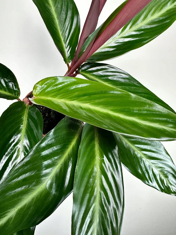 Stromanthe sanguinea Stripestar #7