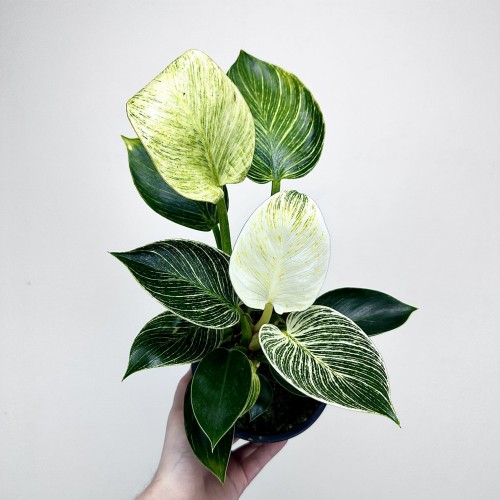 Philodendron Birkin White Measure Filodendron P14 #2