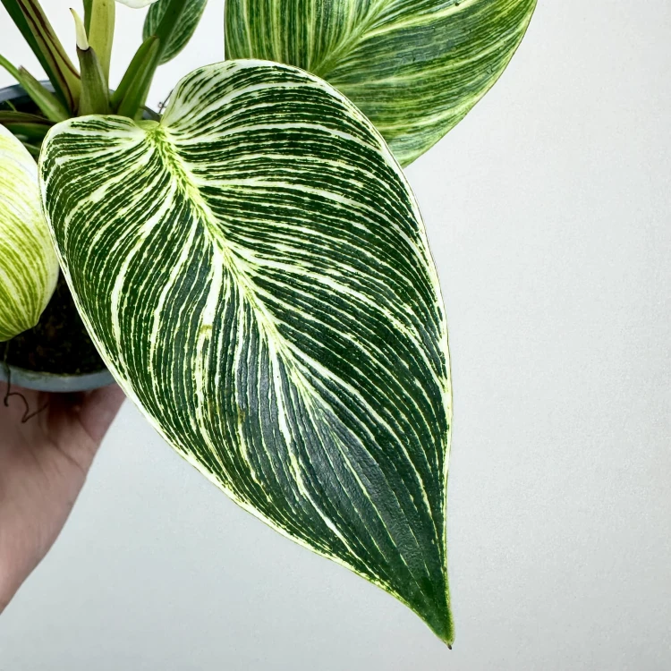 Philodendron Birkin White Measure Filodendron P14 #3