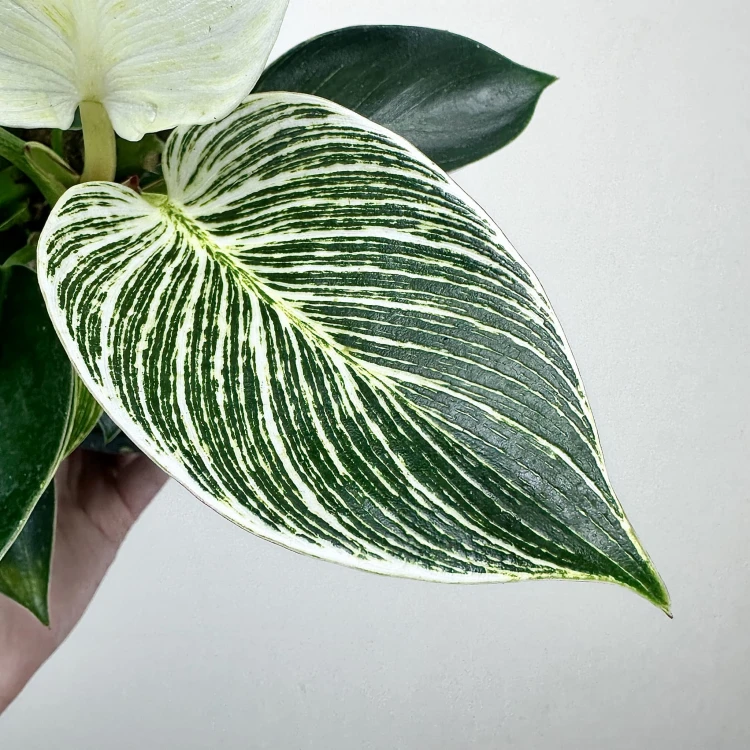 Philodendron Birkin White Measure Filodendron P14 #4