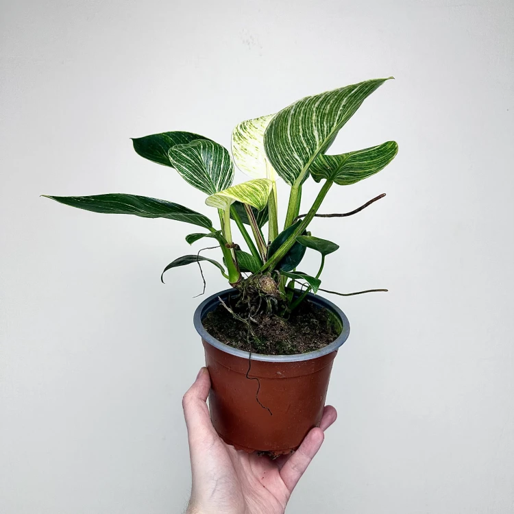Philodendron Birkin White Measure Filodendron P14 #5