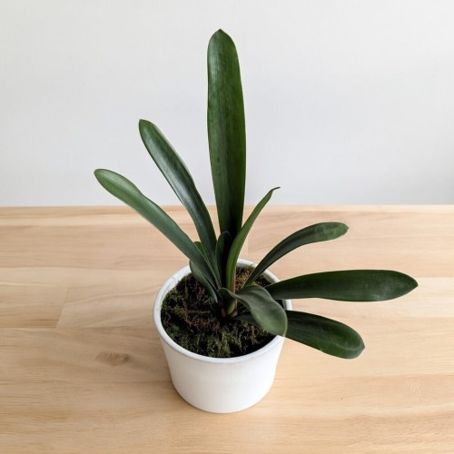 Kliwia pomarańczowa Clivia miniata P12 #1