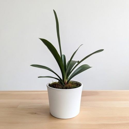 Kliwia pomarańczowa Clivia miniata P12 #2