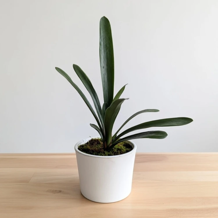 Kliwia pomarańczowa Clivia miniata P12 #3