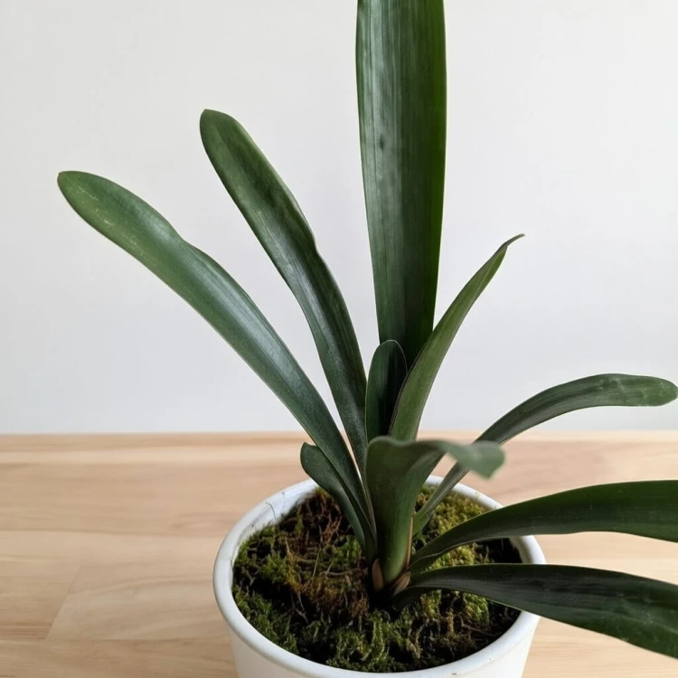 Kliwia pomarańczowa Clivia miniata P12 #4