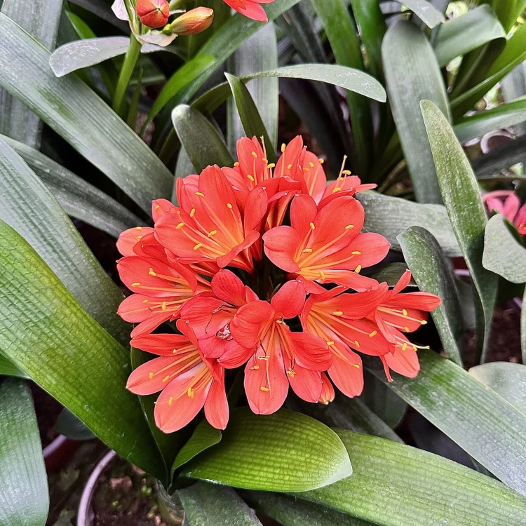Kliwia pomarańczowa Clivia miniata P12 #6