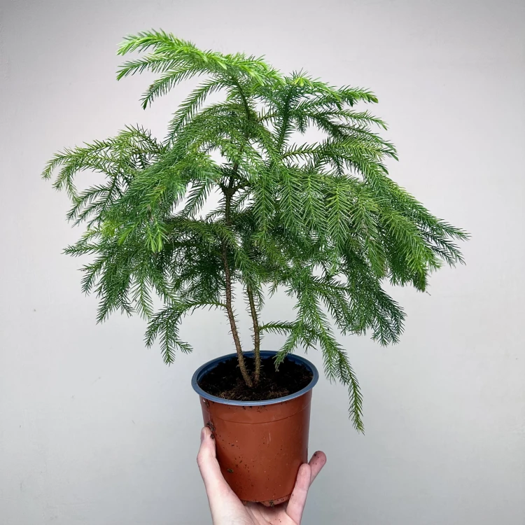 Araukaria Araucaria Podwójna P14 #1