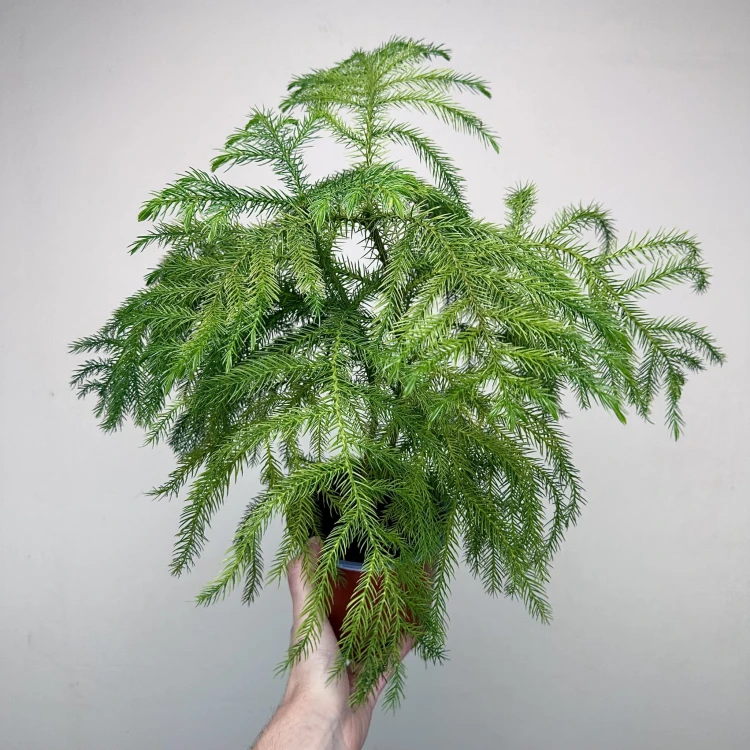 Araukaria Araucaria Podwójna P14 #3