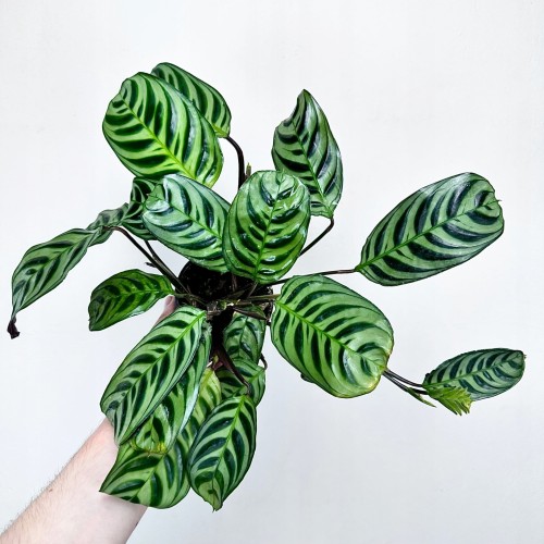 Ctenanthe burle-marxii Fishbone P9 #1