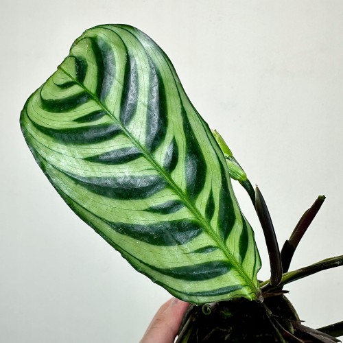 Ctenanthe burle-marxii Fishbone P9 #2